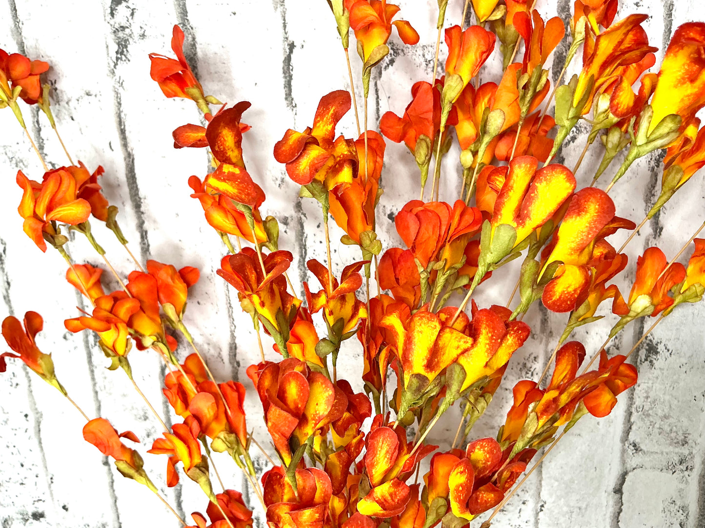 Orange paper flower bush, FN161277