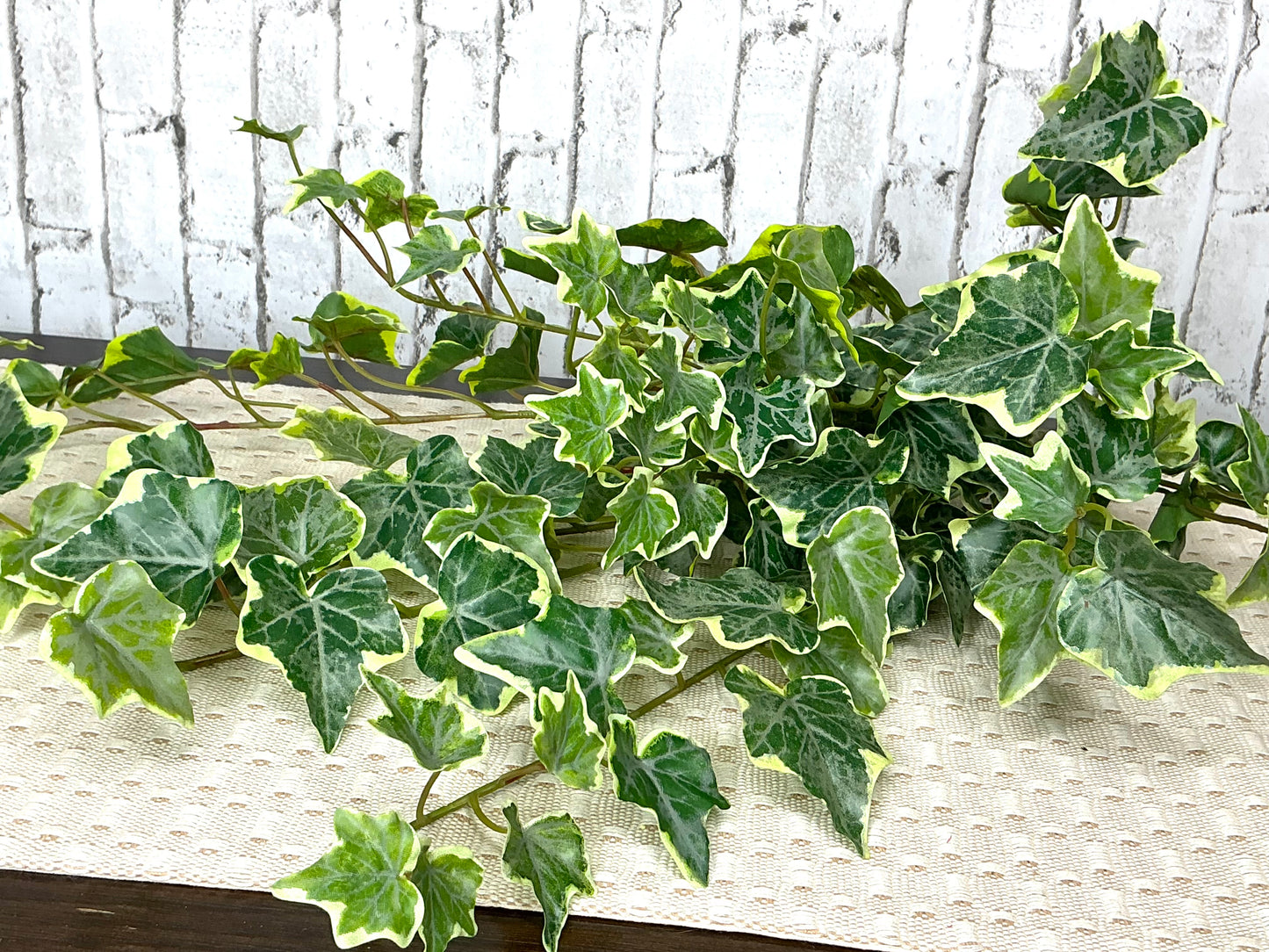 English Ivy hanging bush, variegated, MTF24573
