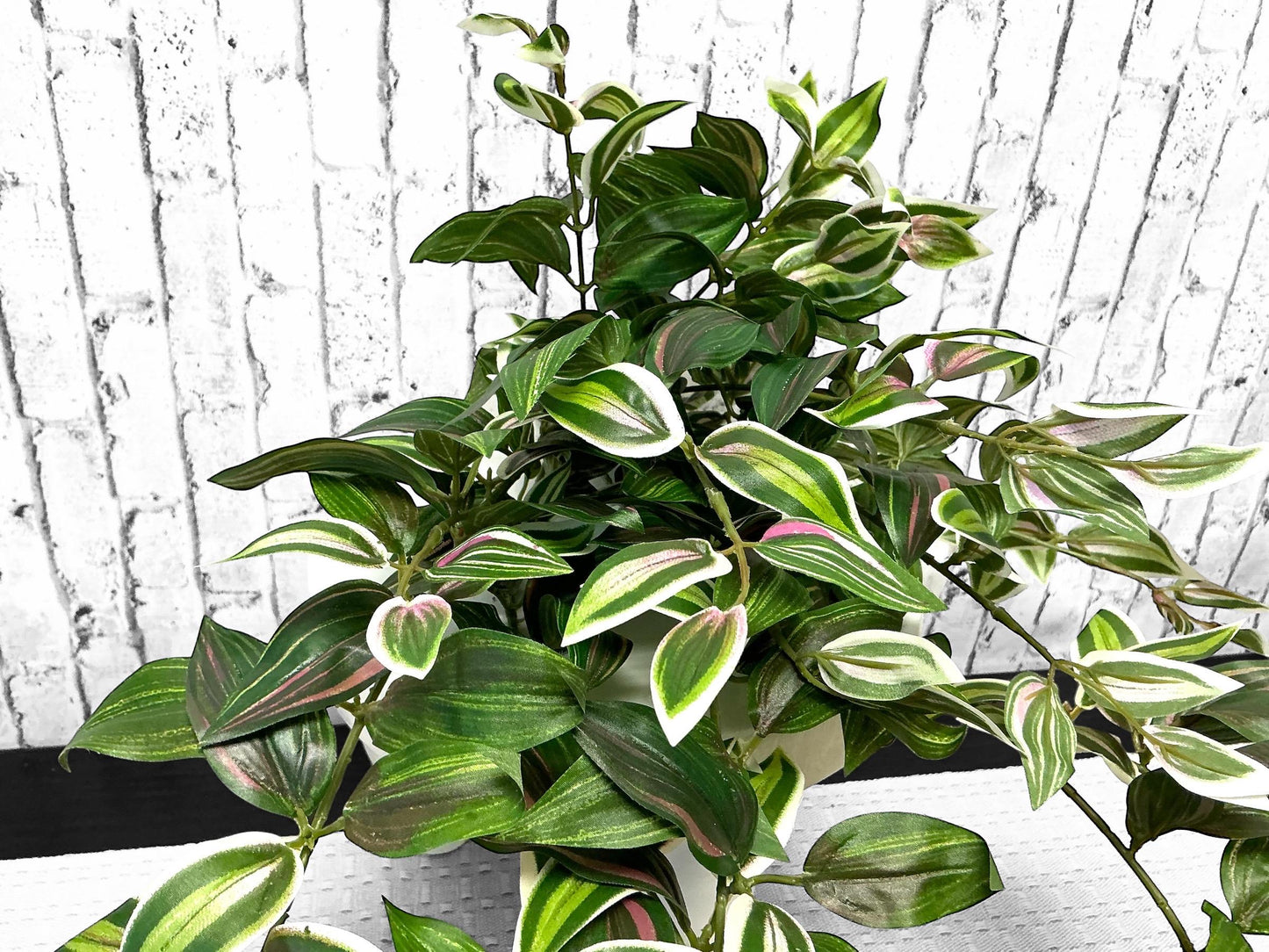 Hanging Tradescantia, MTF20623, pink variegated wondering Jew silk bush, variegated silk greenery bush, spring greenery.