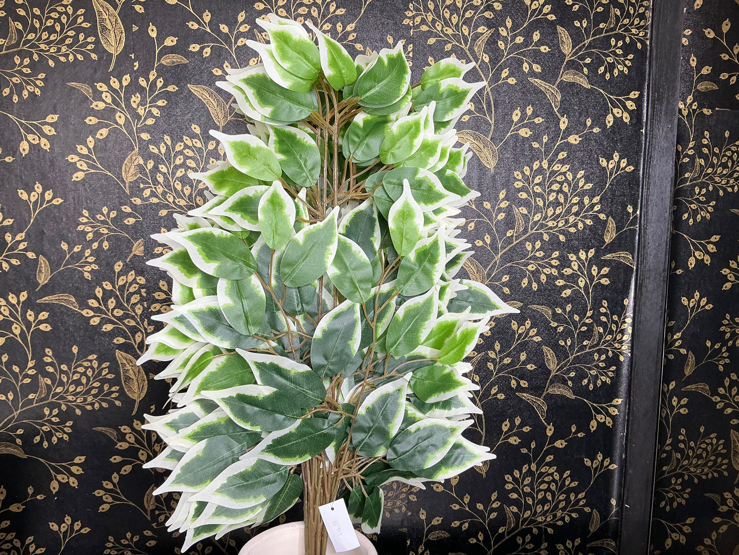 Ficus spray bundle - Variegated - 57000