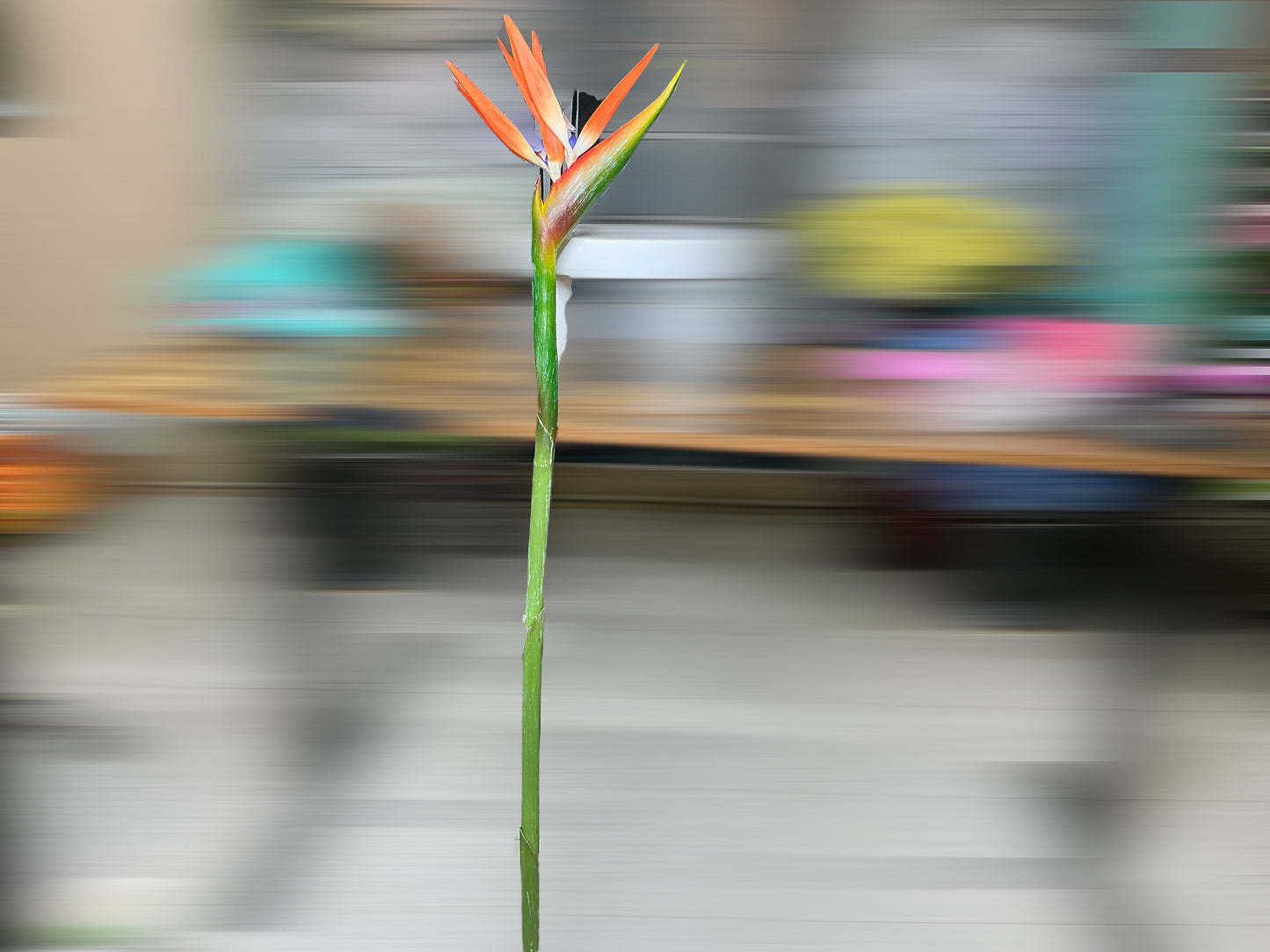 Bird of Paradise flower, 46”, 5986-OG