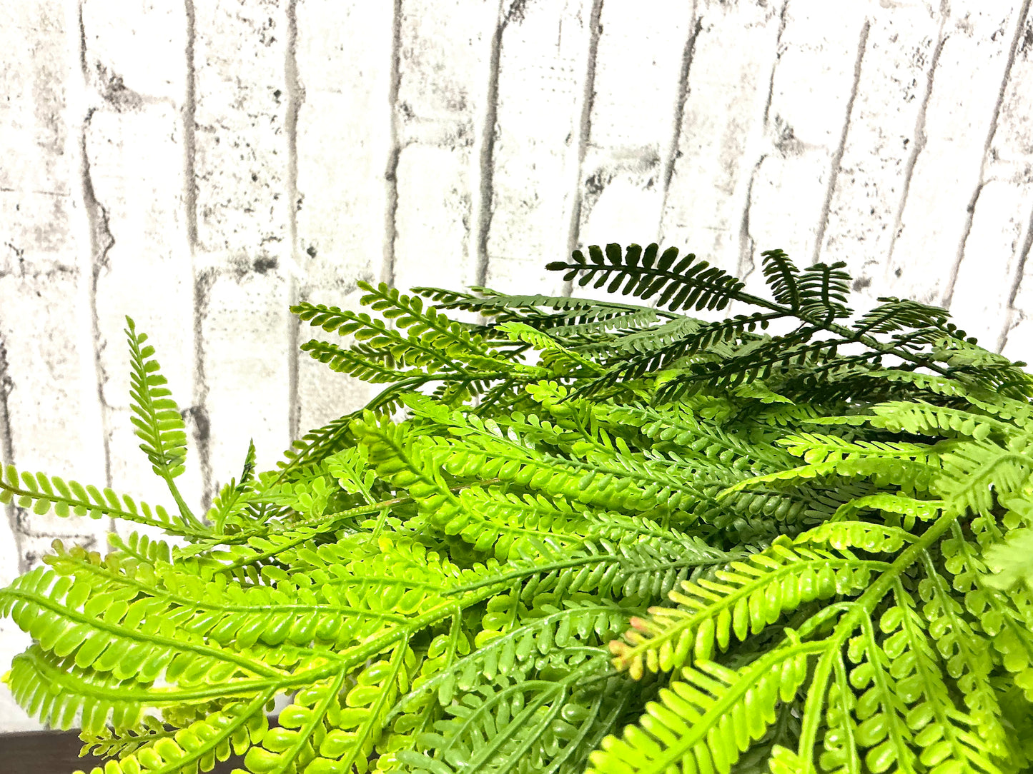 Ostrich Fern Bush, 19”, MTF23557