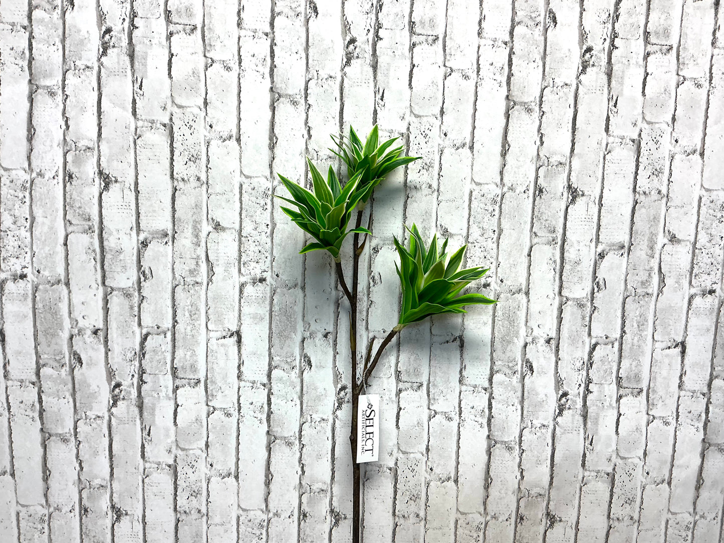 Dracaena “Song of Jamaica”, Tall Tropical Greenery, 32”, FL6561