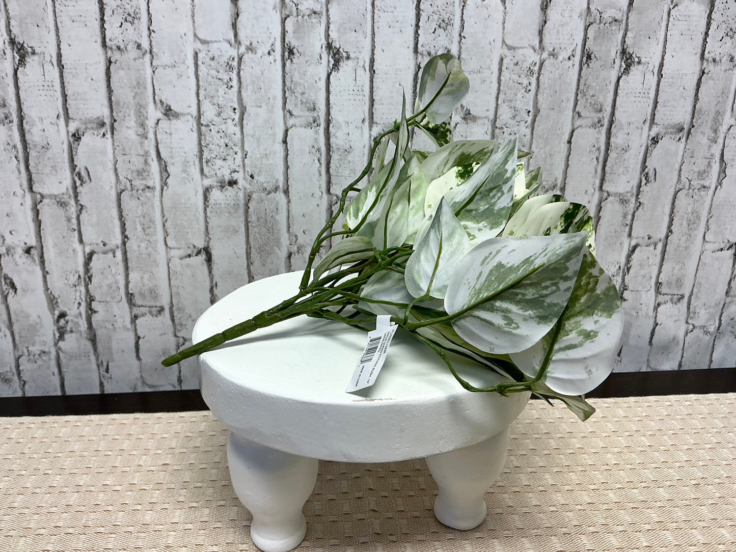 “Snow Queen Pothos” Bush, 10”, White and Green Ivy, FL6861
