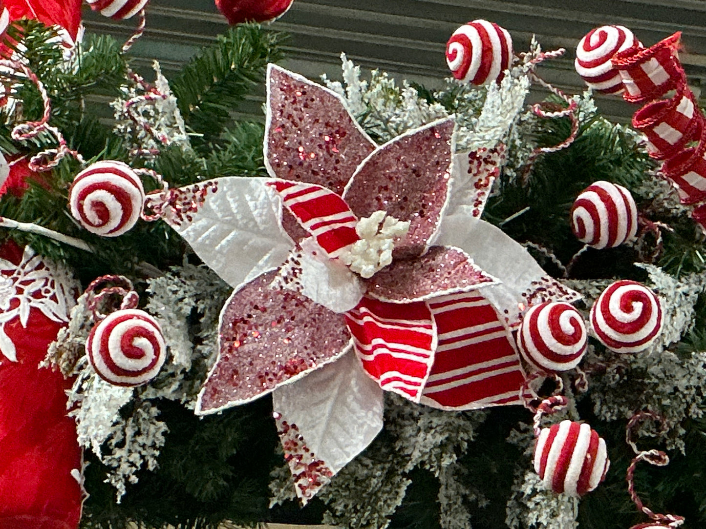 Peppermint Poinsettia, 86072RDWT