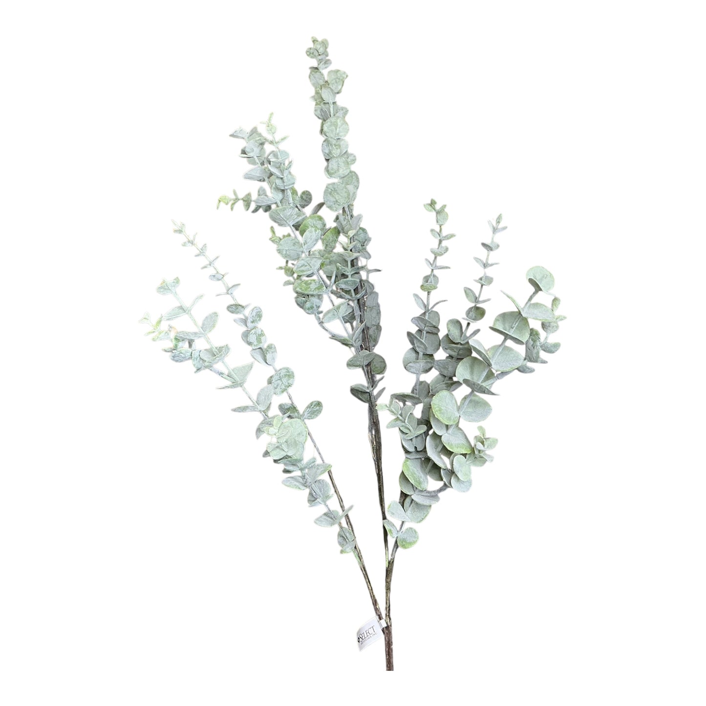 Eucalyptus Spray, 34”