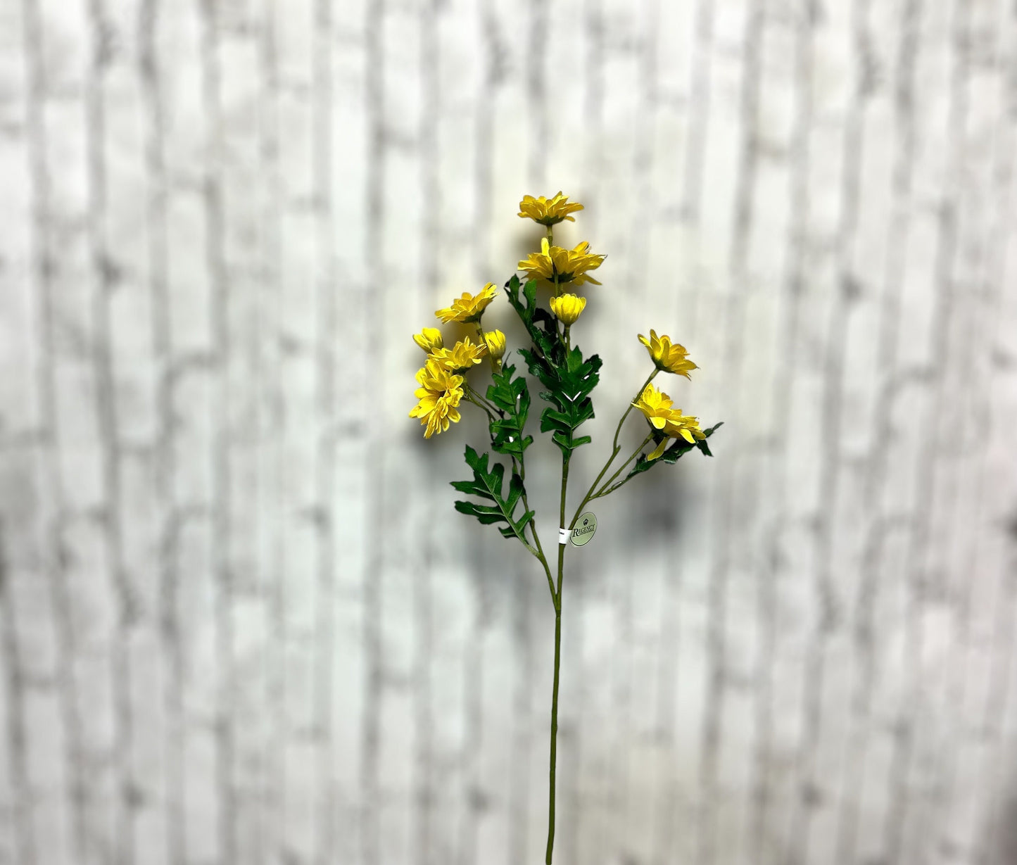 Shasta Daisy Spray, Yellow, 24”, MTF20488