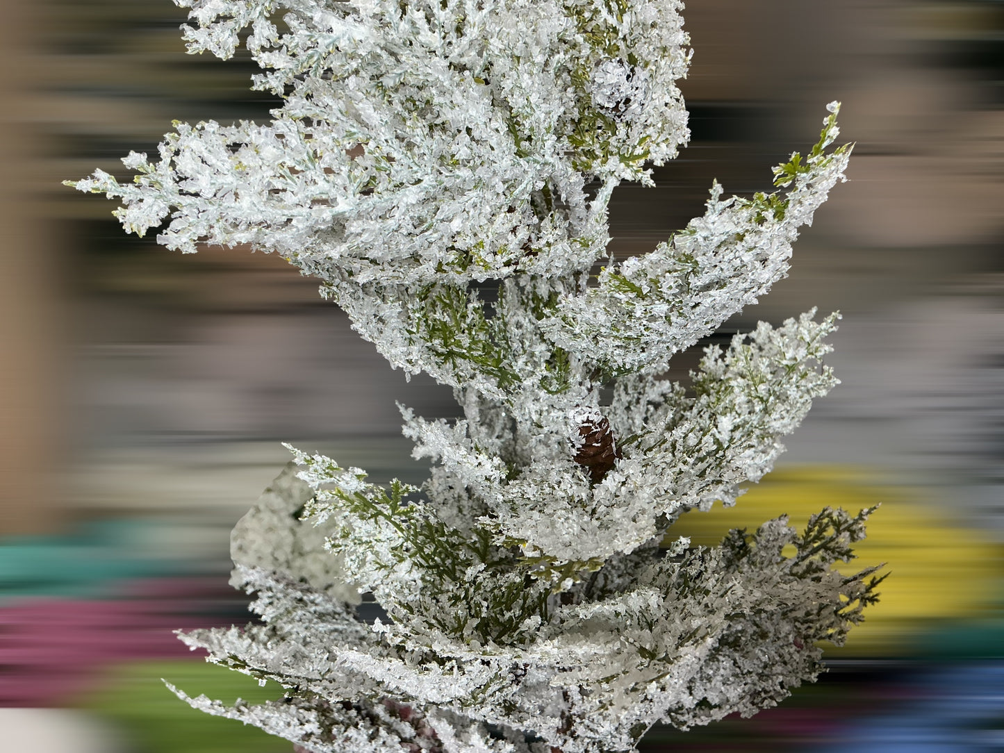 Snow cedar branch, X1774GW