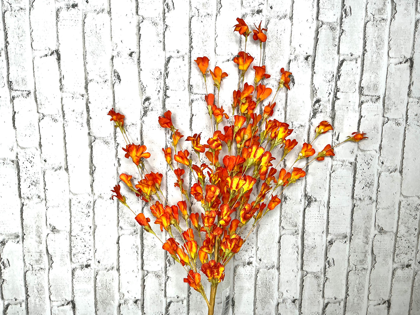Orange paper flower bush, FN161277