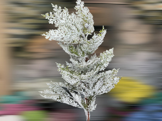 Snow cedar branch, X1774GW
