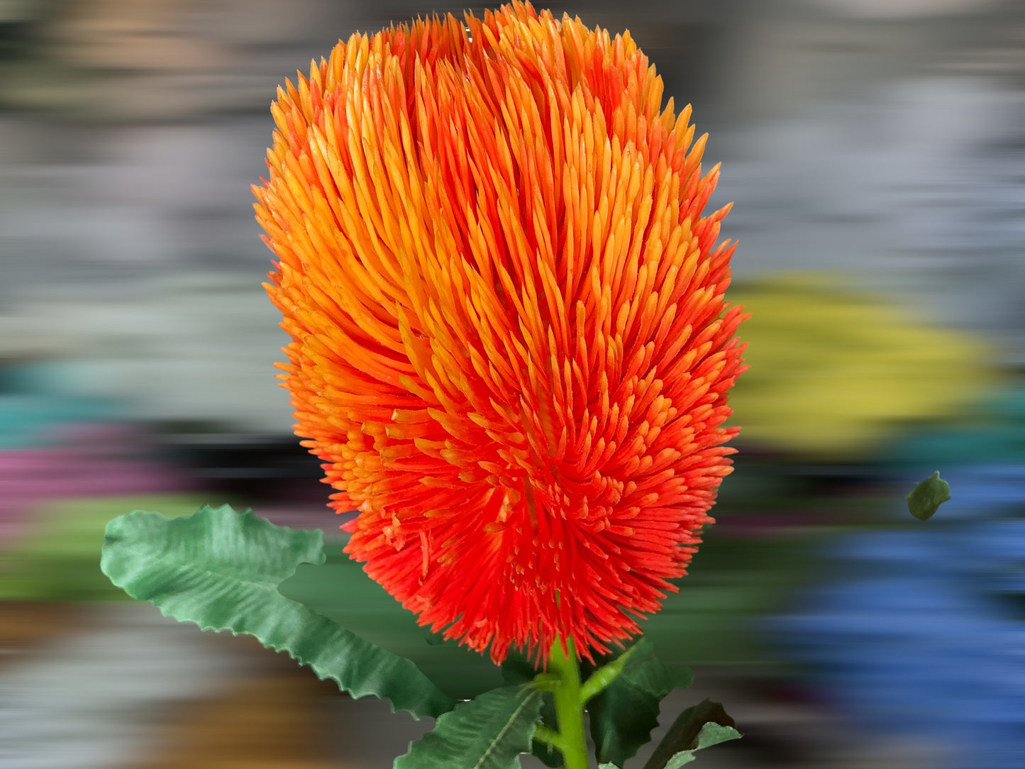 Banksia, Portia, flower, 6062-OG