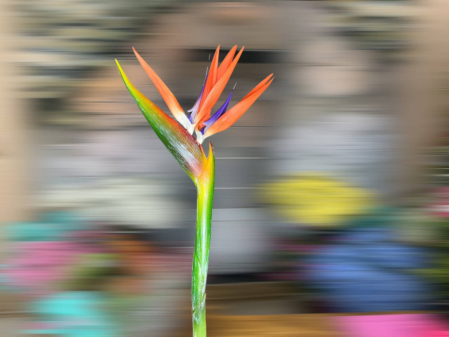 Bird of Paradise flower, 46”, 5986-OG