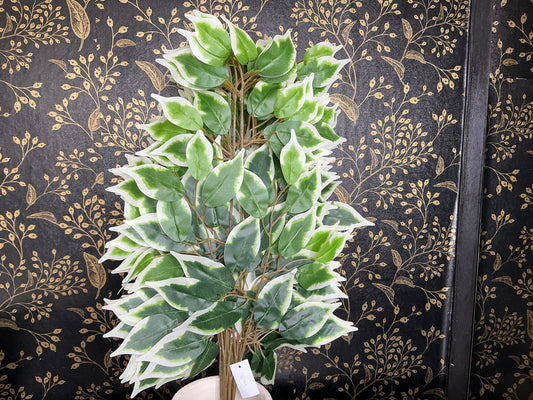 Ficus spray bundle - Variegated - 57000