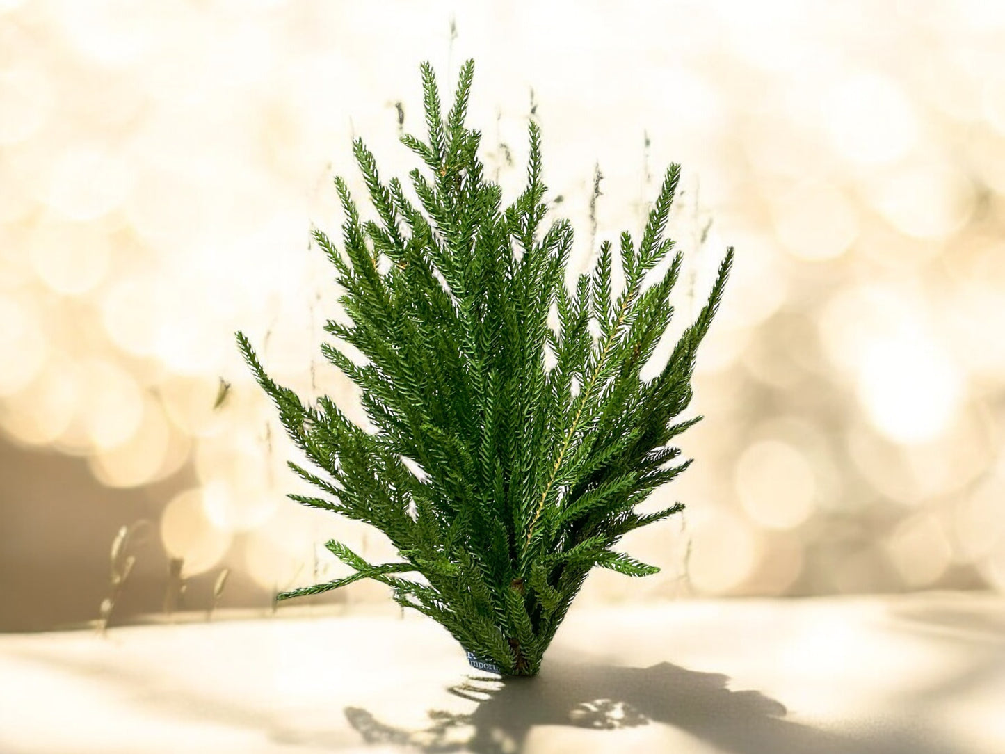 Iced Norfolk Pine Branch, MTX61197