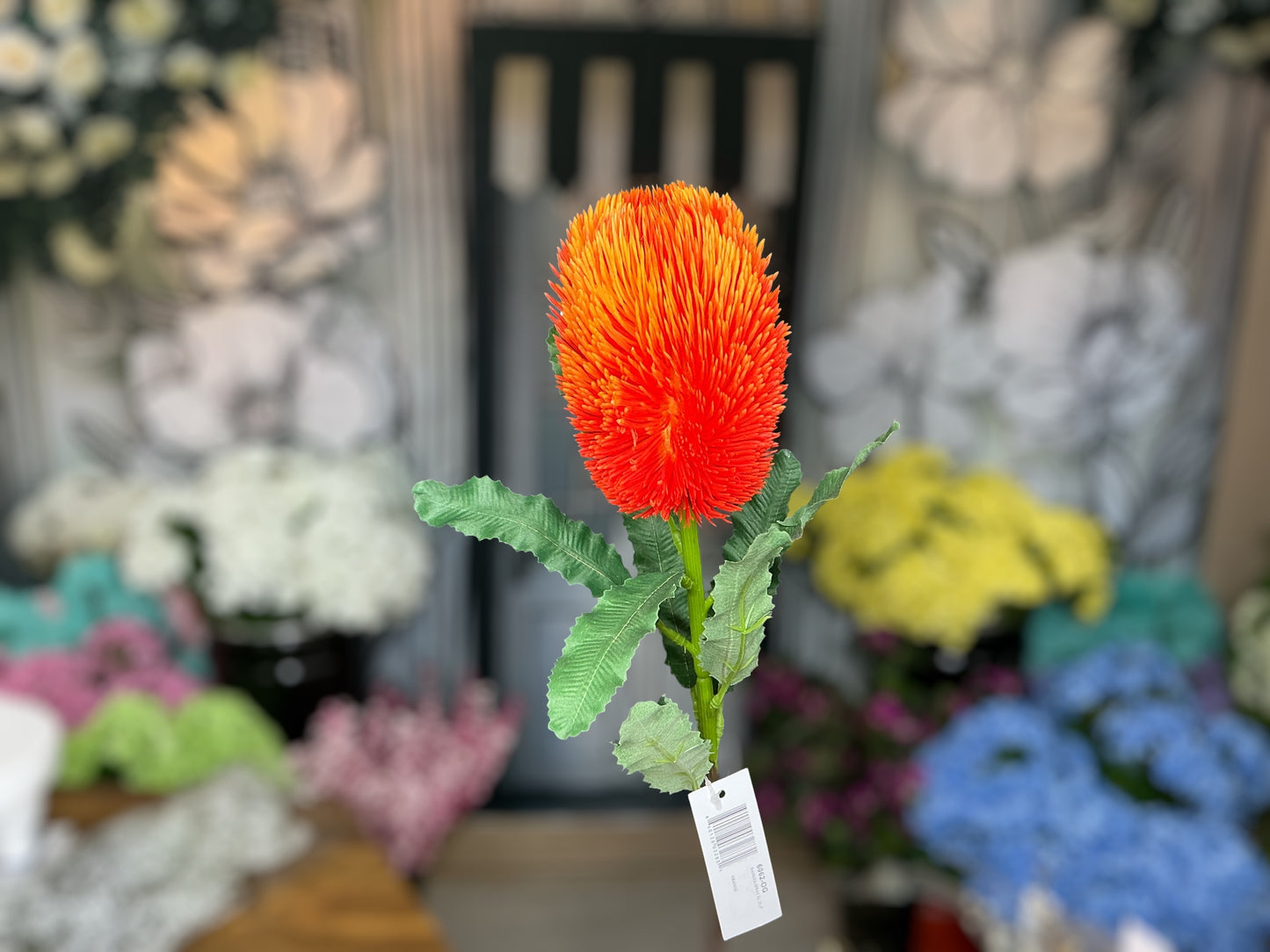 Banksia, Portia, flower, 6062-OG