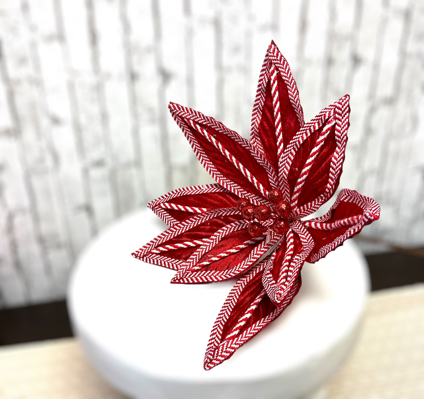Checkered poinsettia, XS402424