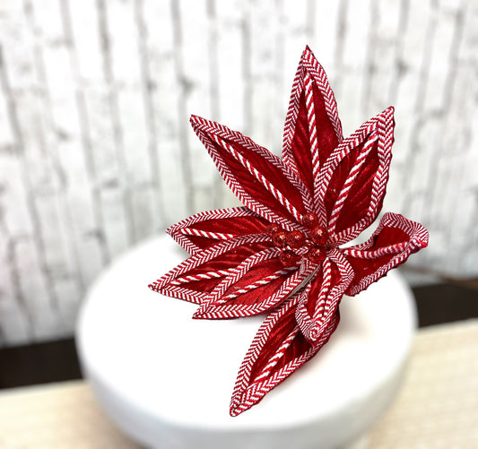 Checkered poinsettia, XS402424