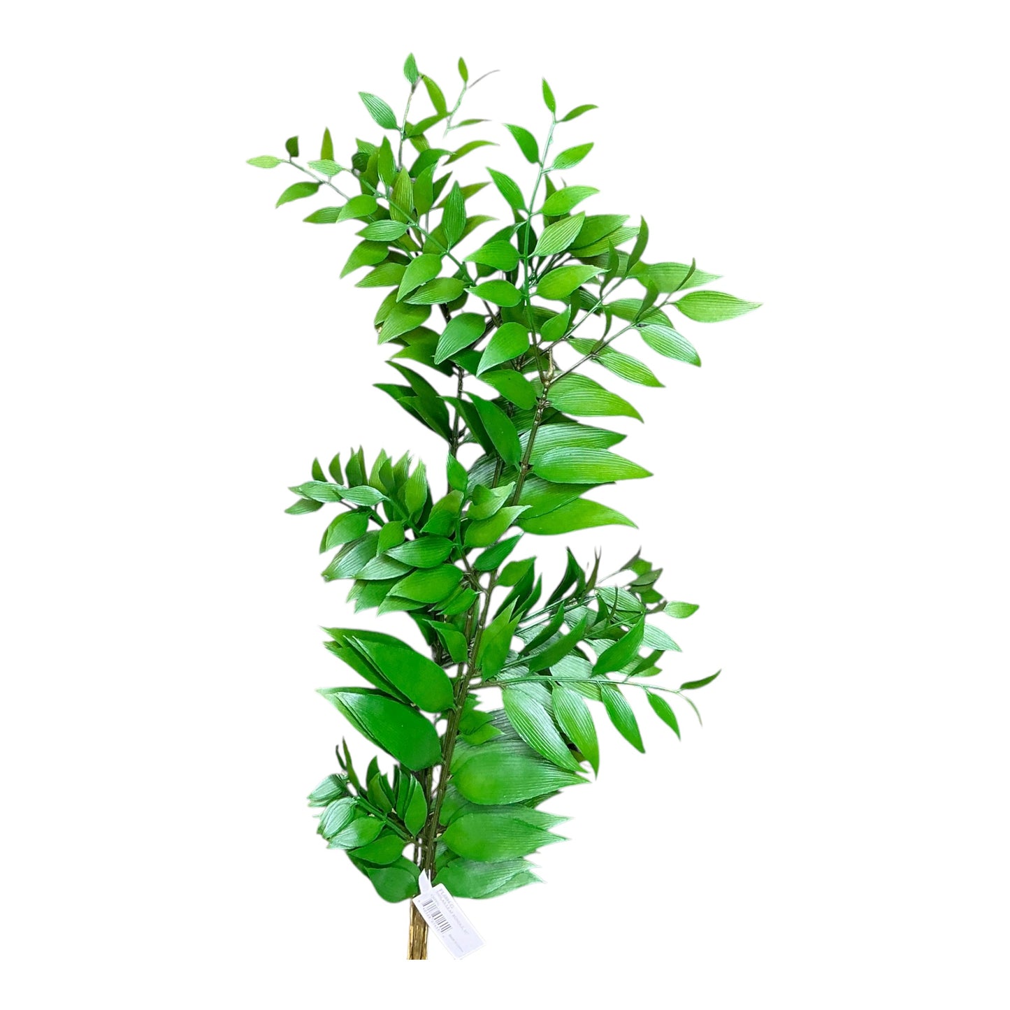 Smilax Leaf Bundle