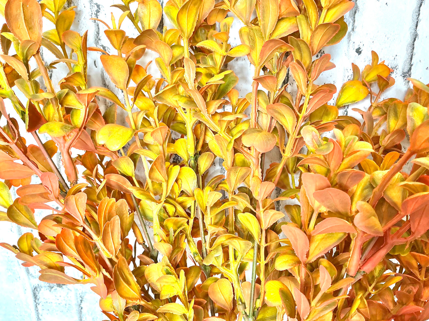 Fall Eucalyptus Bush, 57094OR