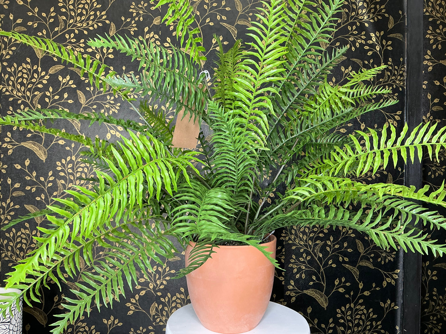 Fern in Pot - 85548-UV