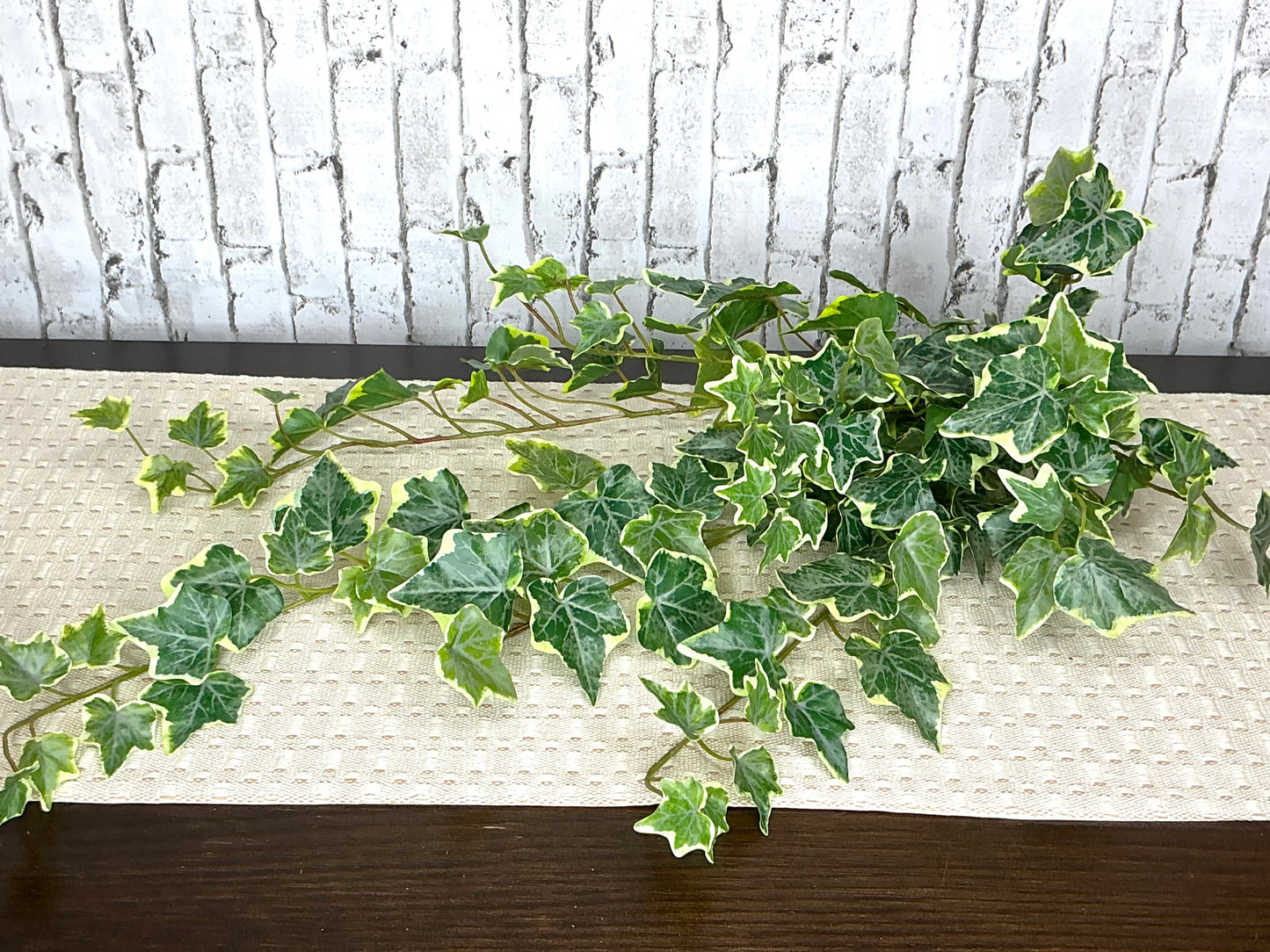 English Ivy hanging bush, variegated, MTF24573