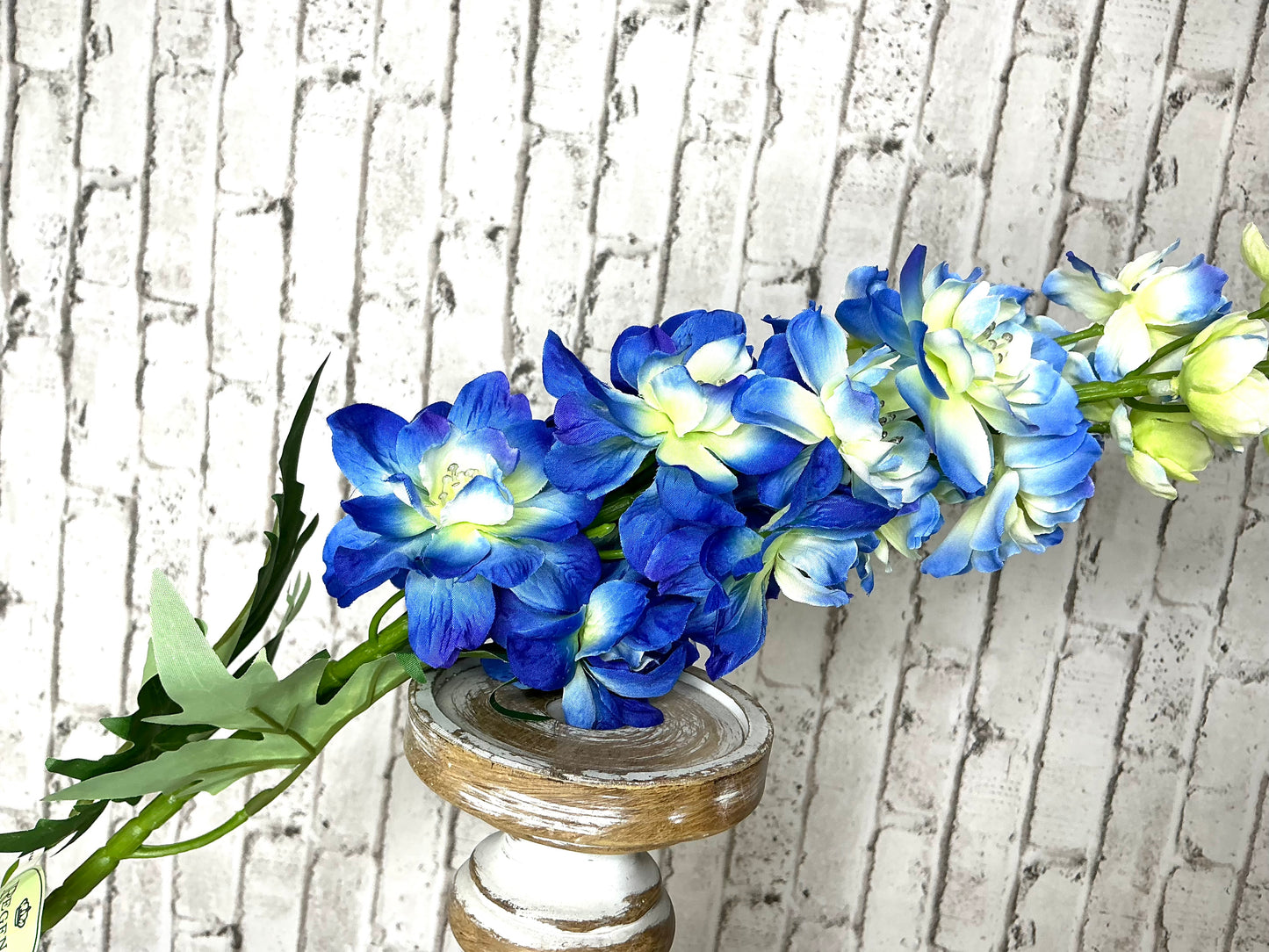 Delphinium, MTF24157