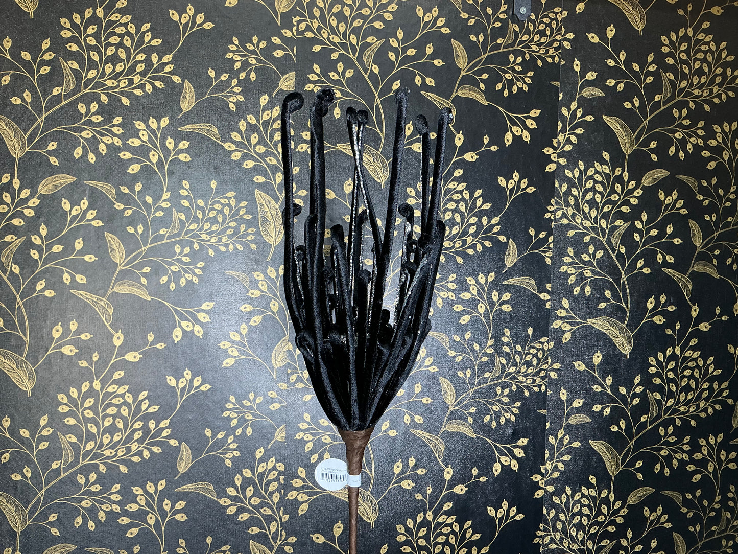 Black glitter spider flower, MTH13169