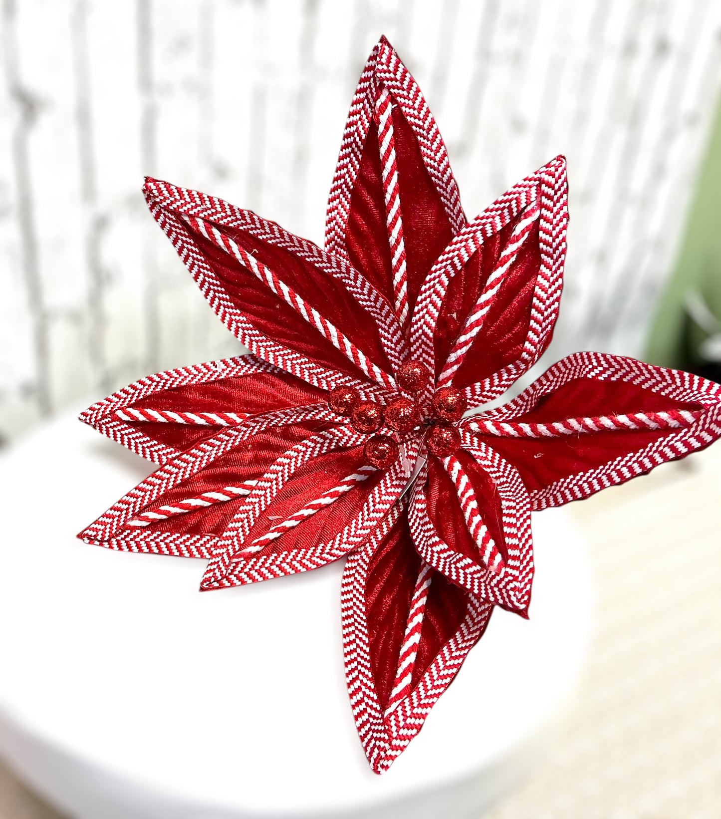 Checkered poinsettia, XS402424