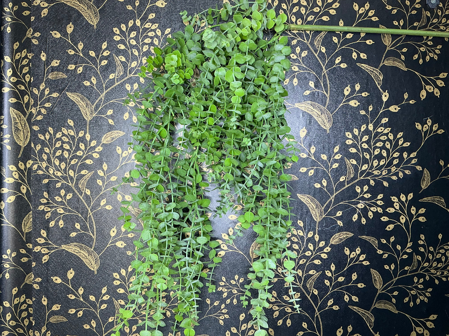 Hanging Vine Eucalyptus, 43”