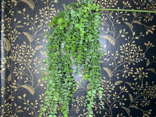 Hanging Vine Eucalyptus, 43”
