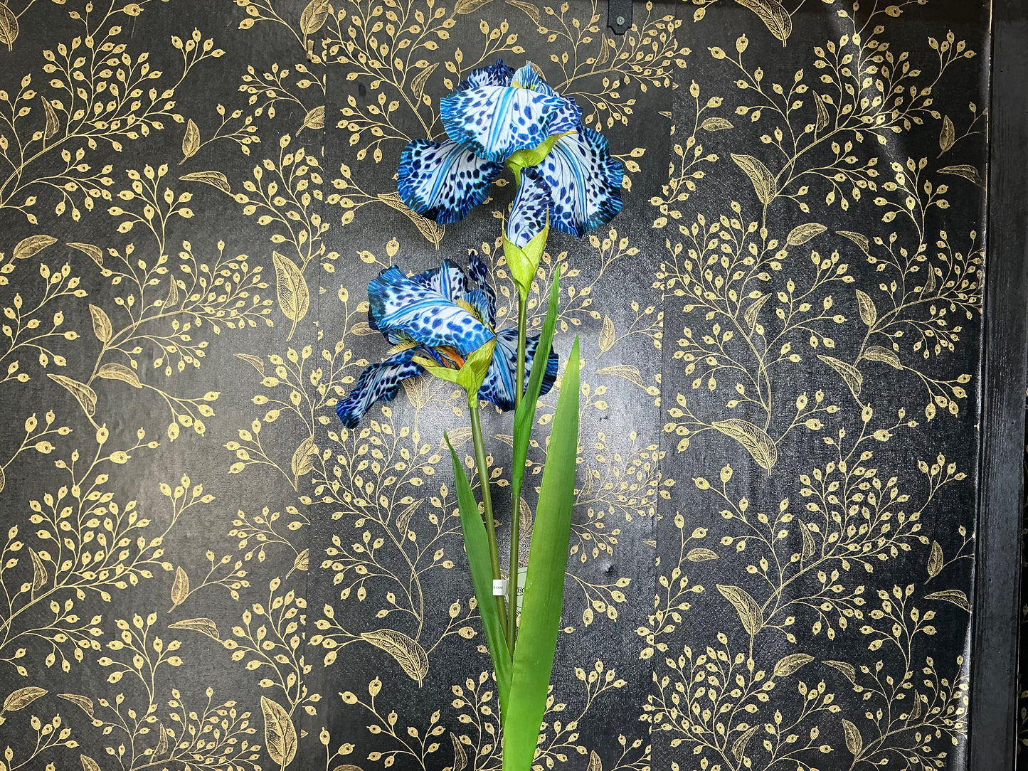 Blue spotted Iris Stem