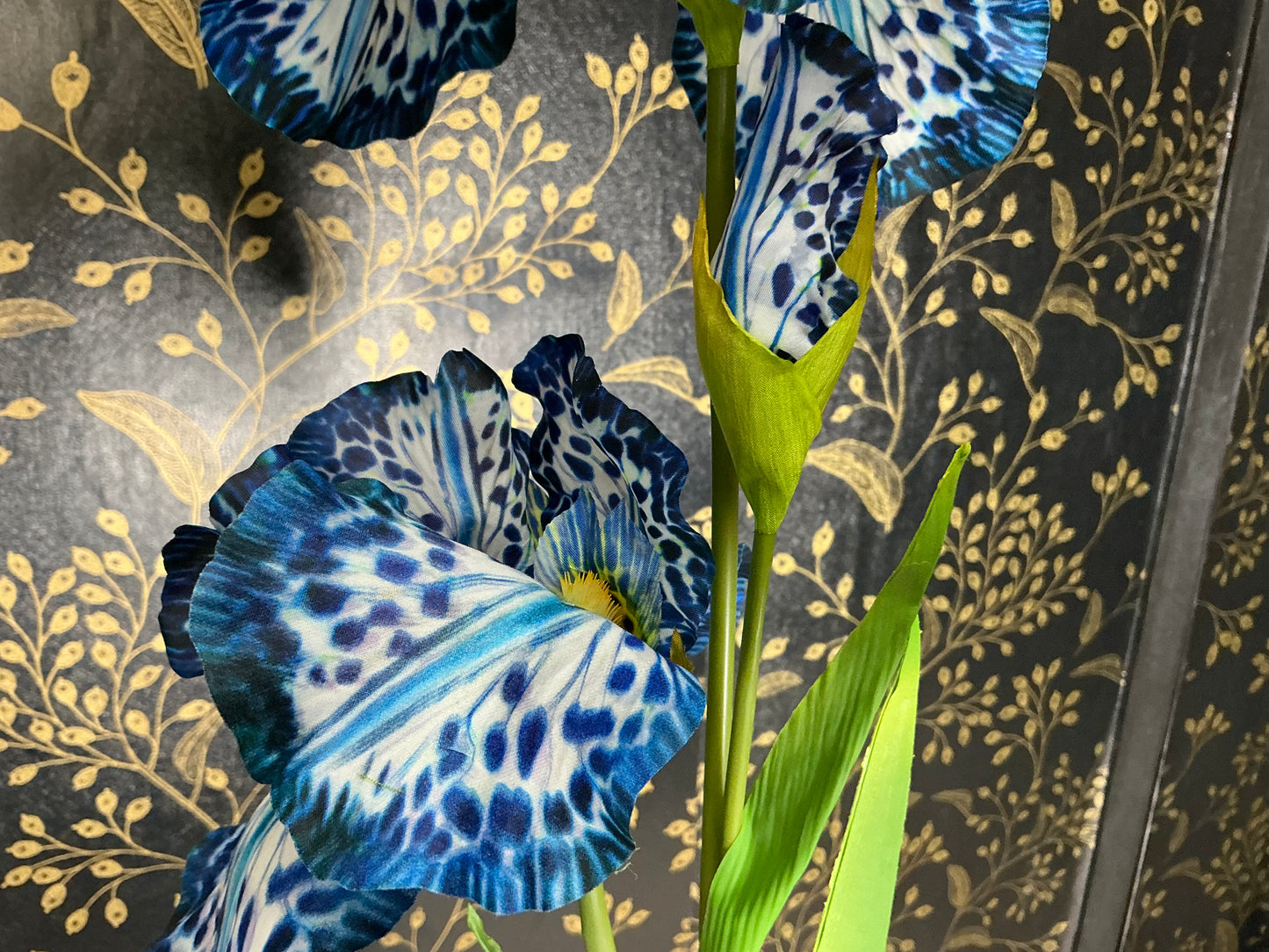 Blue spotted Iris Stem