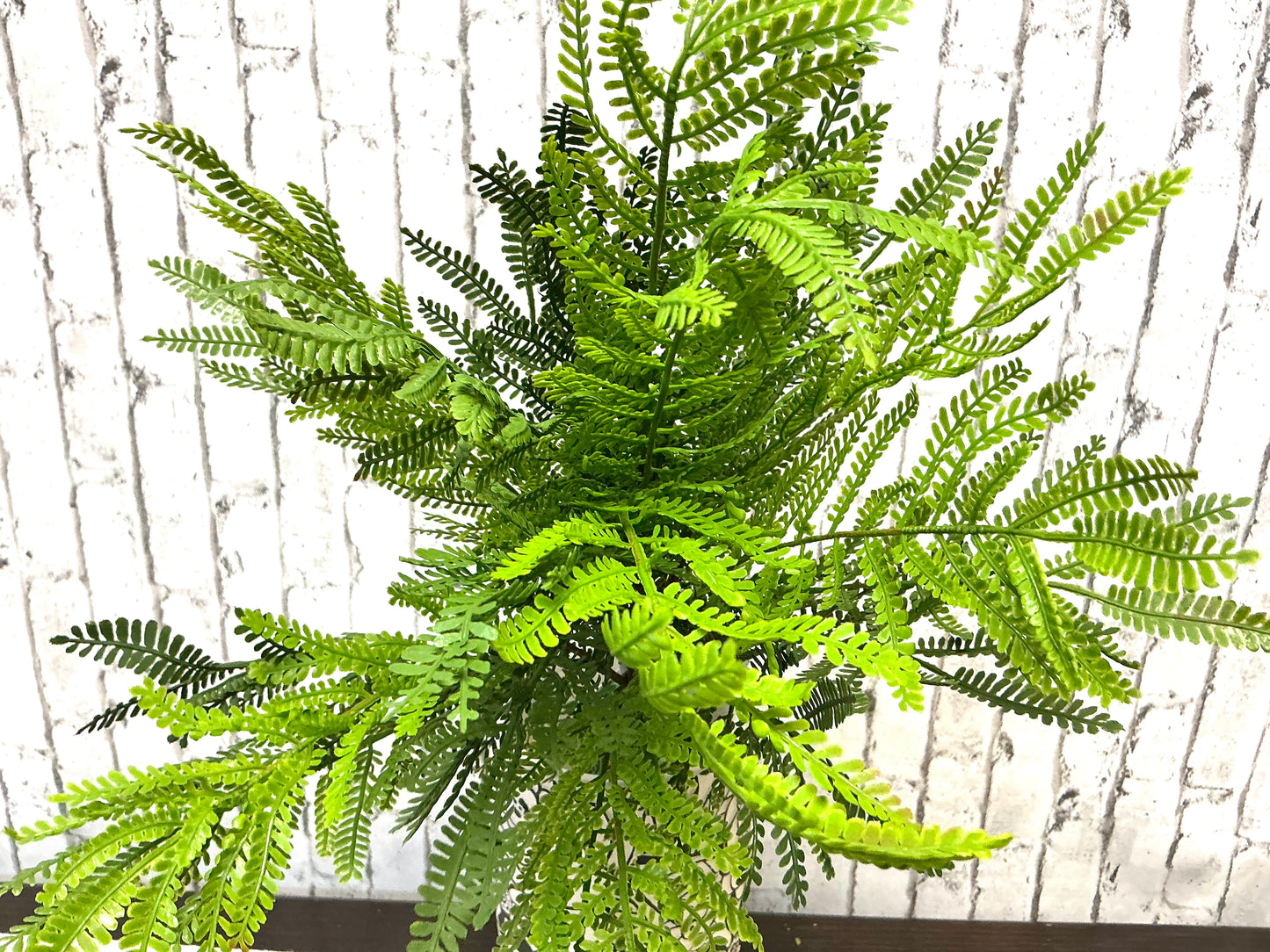 Ostrich Fern Bush, 19”, MTF23557