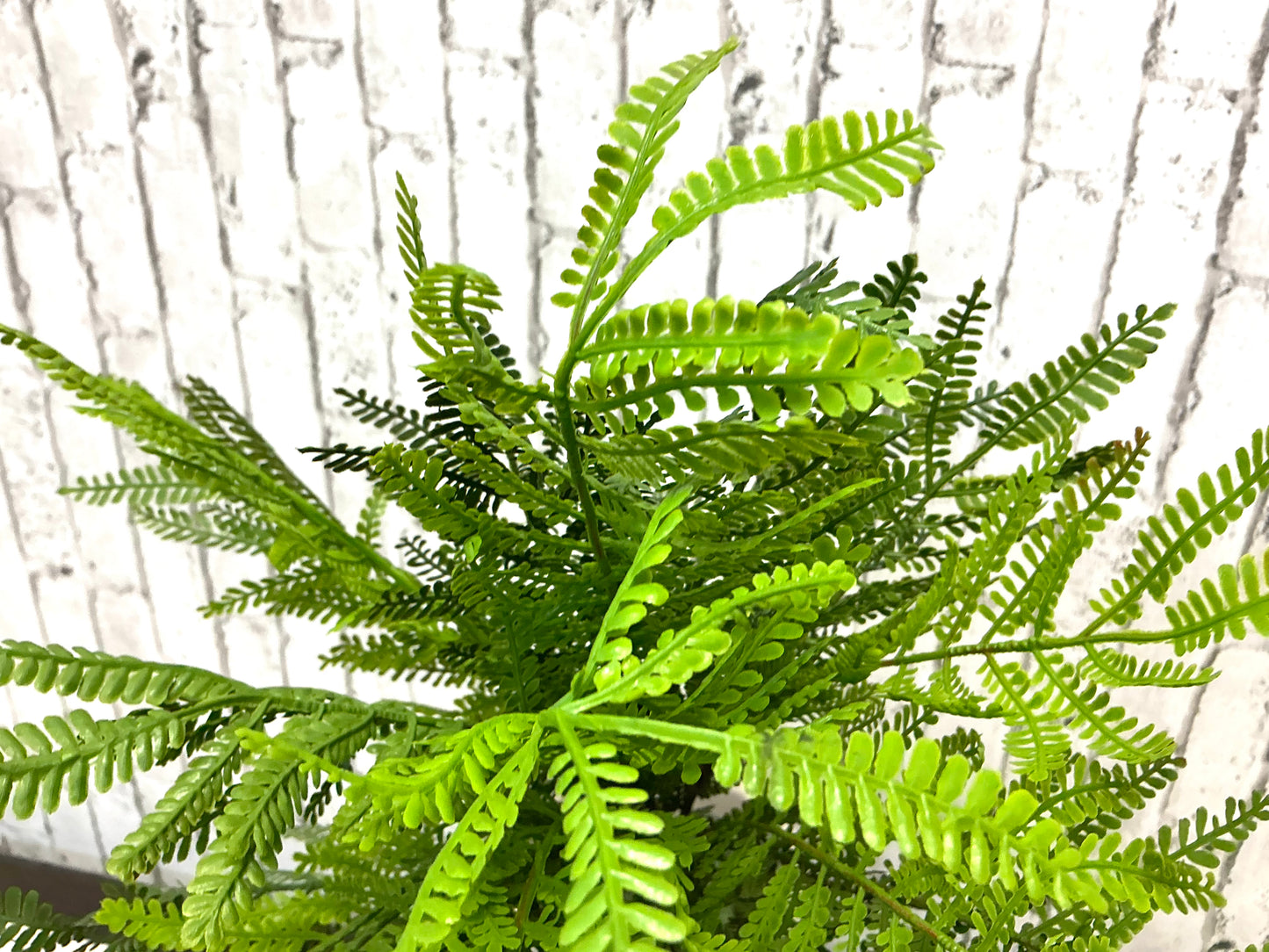Ostrich Fern Bush, 19”, MTF23557