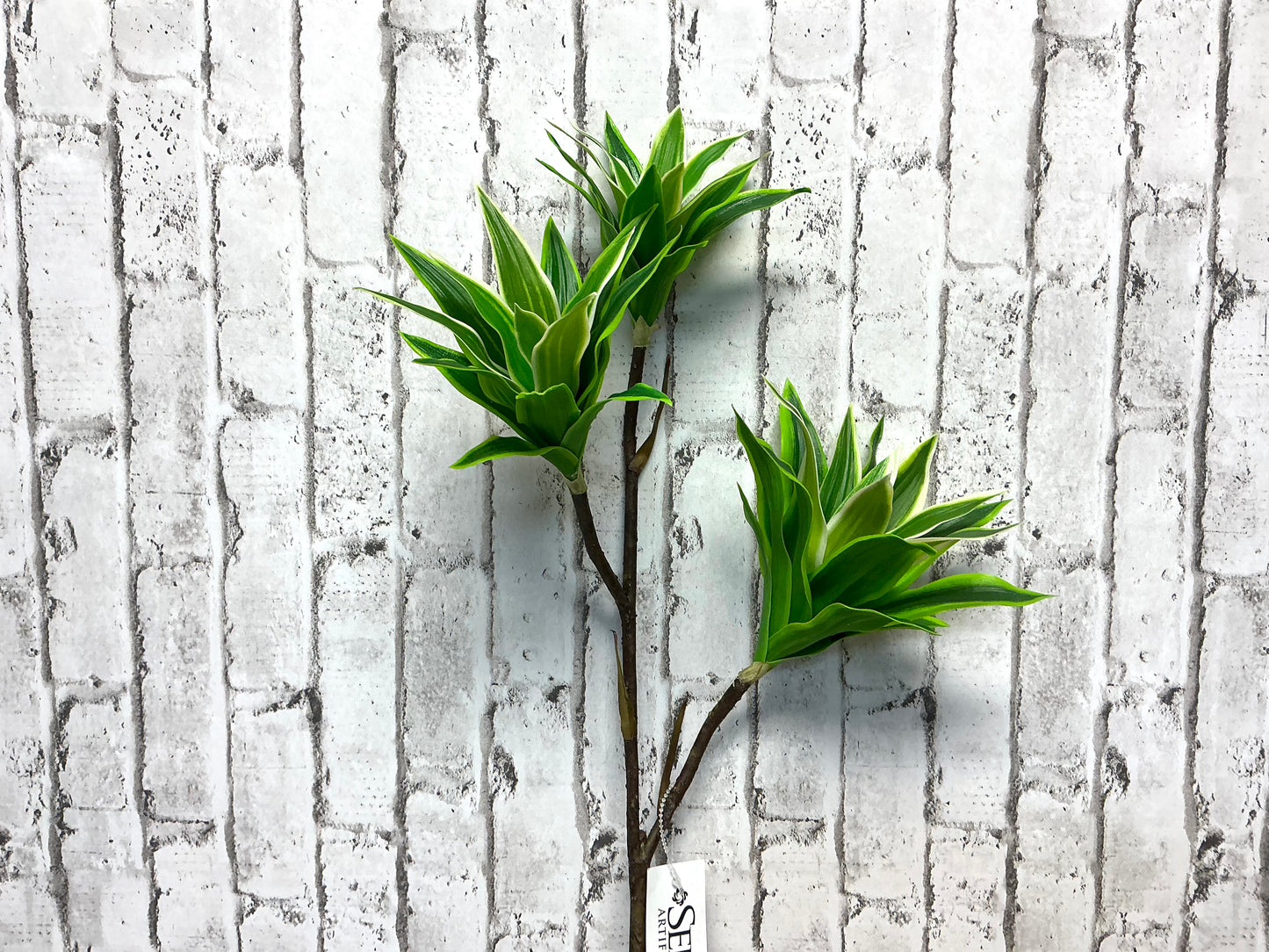 Dracaena “Song of Jamaica”, Tall Tropical Greenery, 32”, FL6561