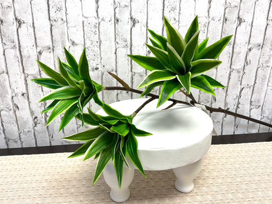 Dracaena “Song of Jamaica”, Tall Tropical Greenery, 32”, FL6561