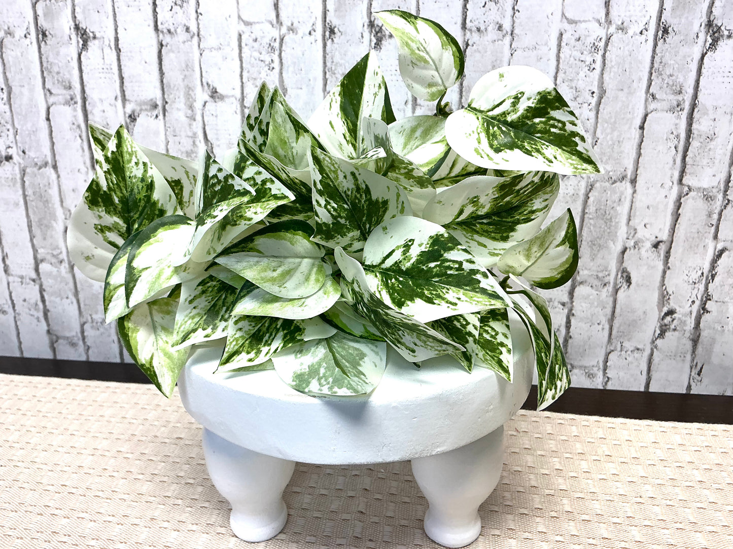 “Snow Queen Pothos” Bush, 10”, White and Green Ivy, FL6861