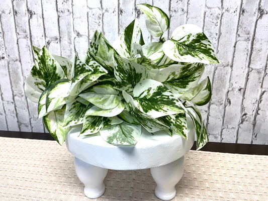 “Snow Queen Pothos” Bush, 10”, White and Green Ivy, FL6861