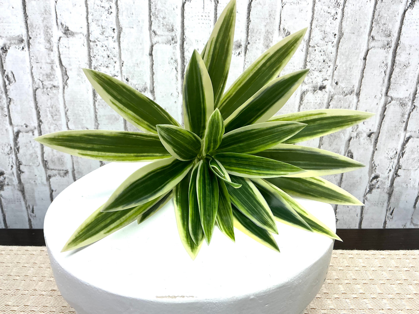 Dracaena “Song of Jamaica” Pick, 10”, Tropical Greenery, FL6372