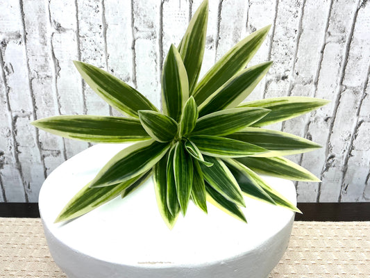 Dracaena “Song of Jamaica” Pick, 10”, Tropical Greenery, FL6372