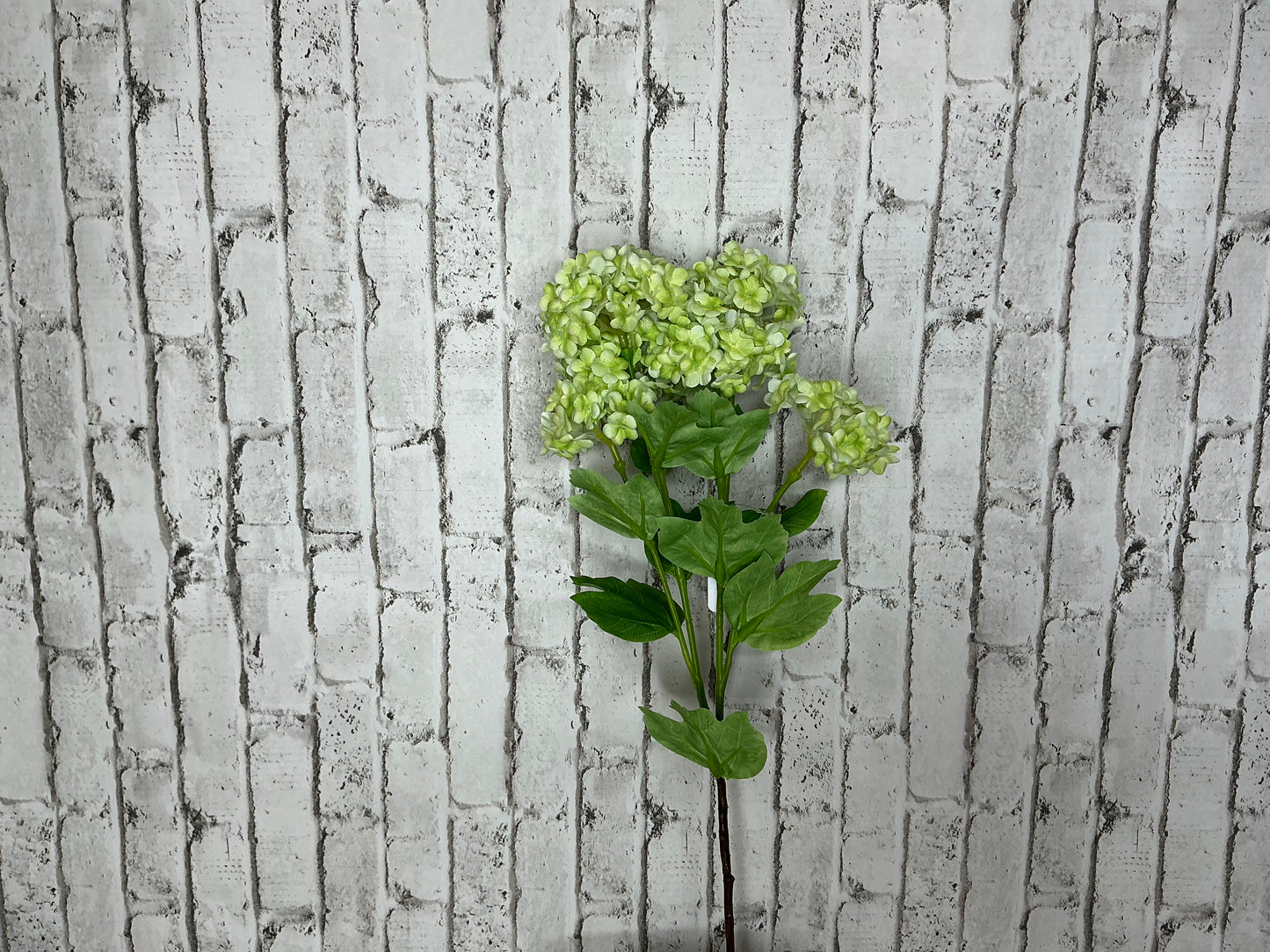 Green Hydrangea stem, F4522687