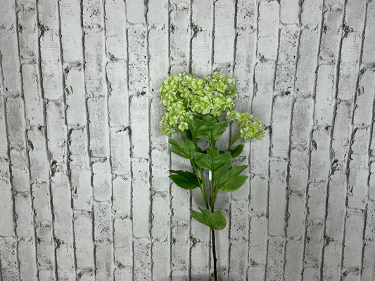 Green Hydrangea stem, F4522687