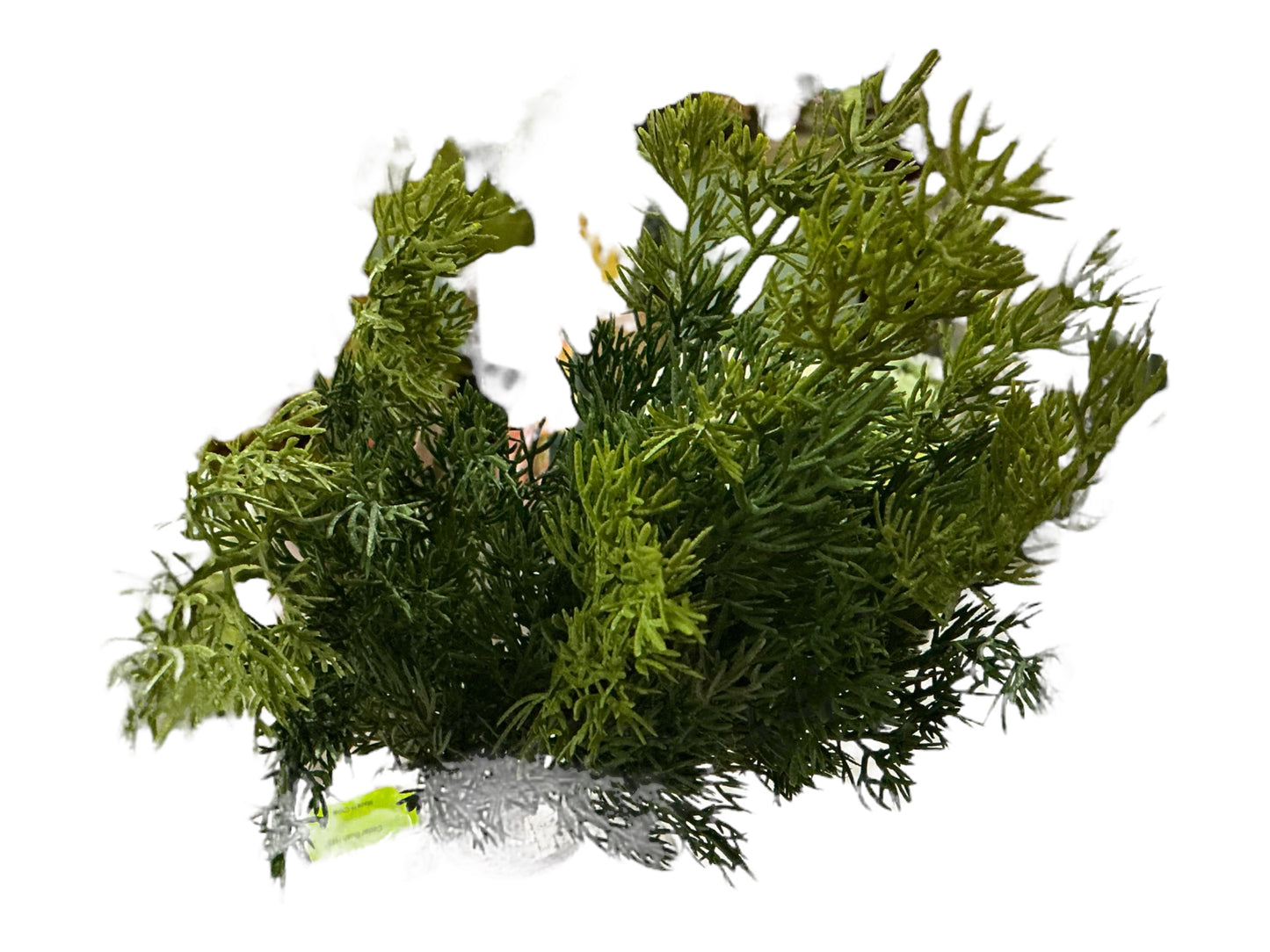 Cedar Bush, 84959BU