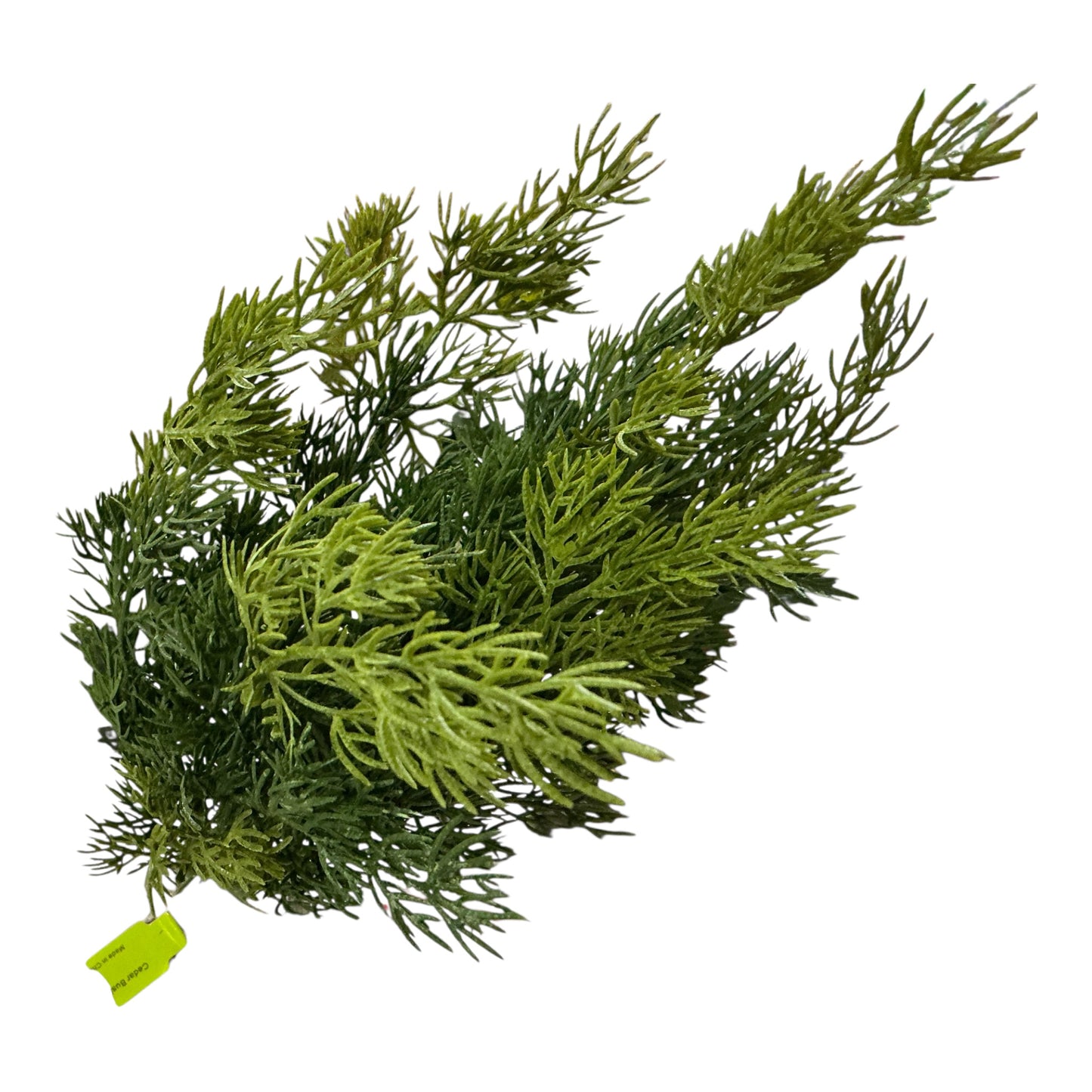 Cedar Bush, 84959BU