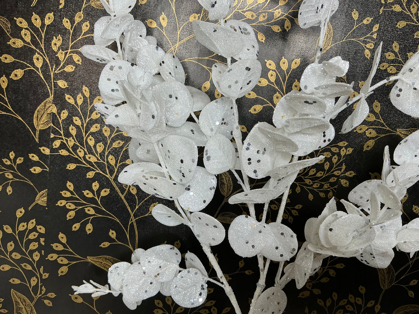 White Eucalyptus, XS2511C6