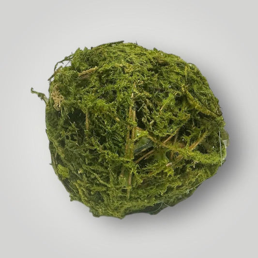 4” Moss Vine Orb, AC223/4
