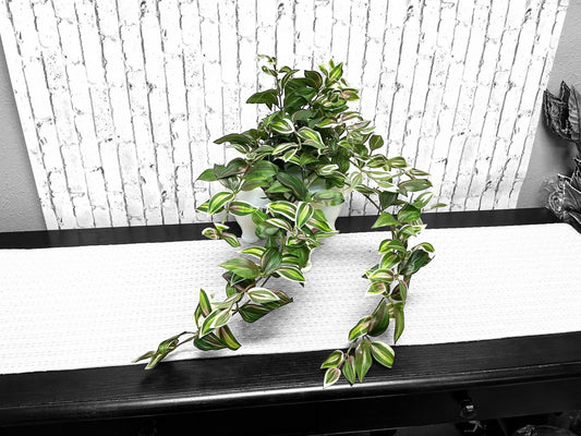 Hanging Tradescantia, MTF20623, pink variegated wondering Jew silk bush, variegated silk greenery bush, spring greenery.